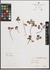 Foto von Salix herbacea L.